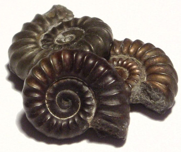 Anomite