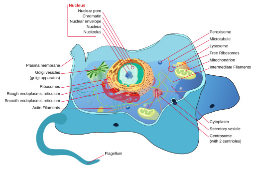 Animal Cell Structure