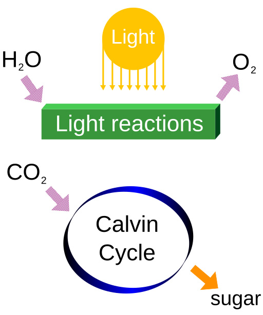 Simple Photosynthesis Overview